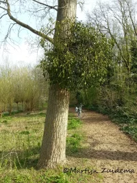 Sandelhoutfamilie [Santalaceae]